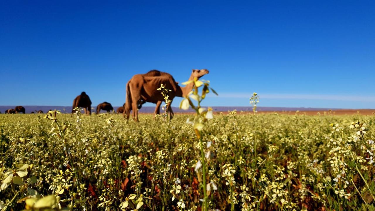 Sahara Luxury Camp Vip Hotel Merzouga Exterior photo